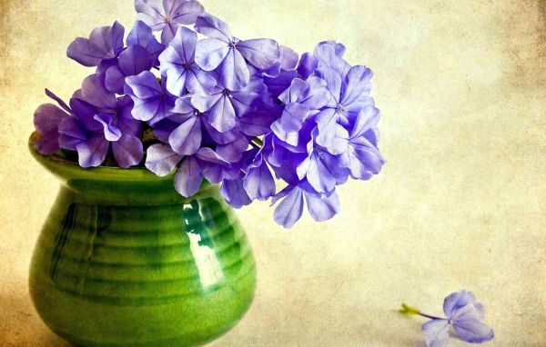 В вазе красивые цветы флокс