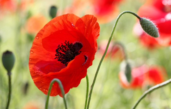 В поле красивый красный мак