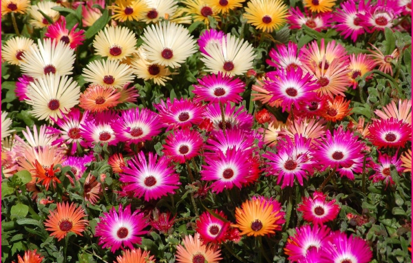 В лесу красивые цветы маргаритки