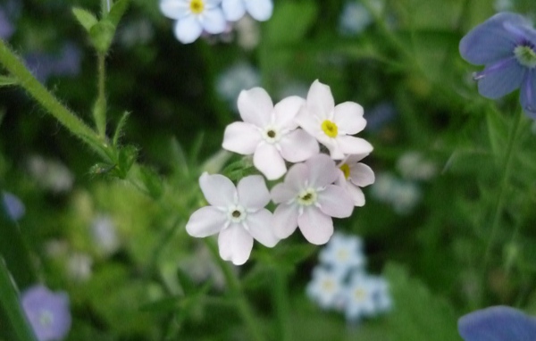 В лесу красивые цветы незабудки