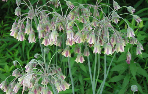 В лесу красивые цветы нектароскордум 