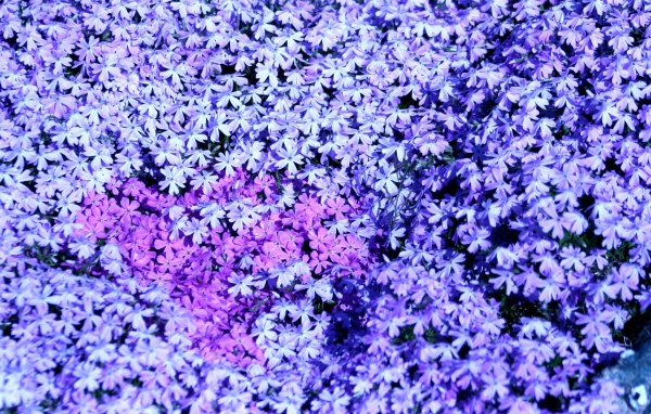 В лесу красивые цветы флокс