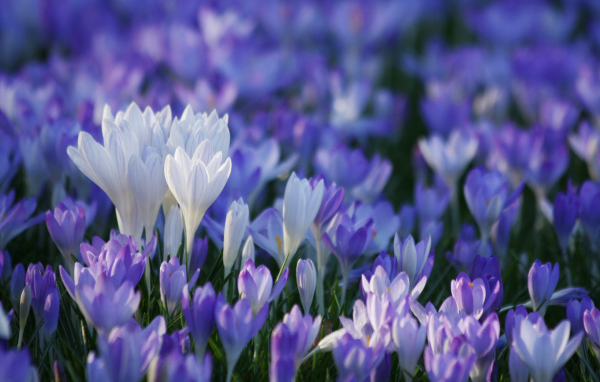 В лесу красивые цветы шафран