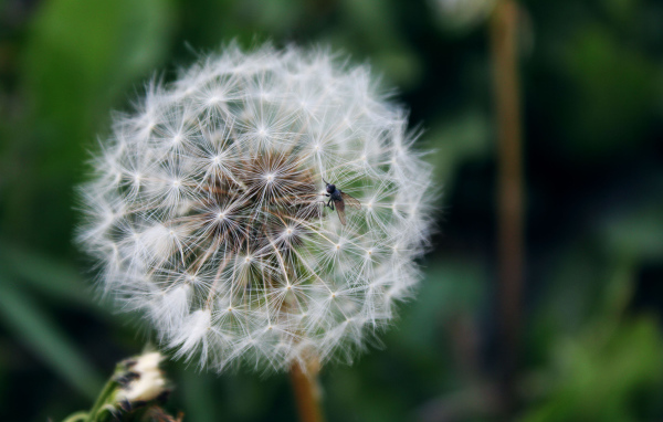 В лесу красивый козлобородник (большой одуванчик) 