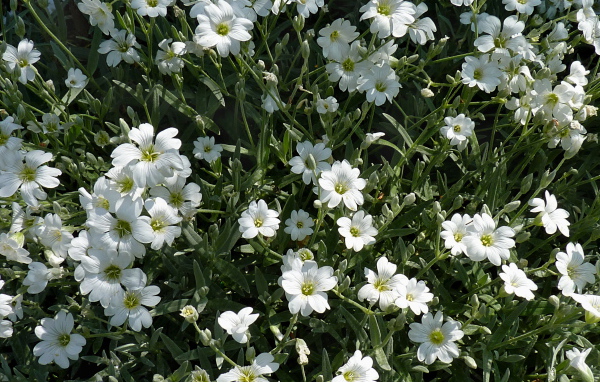 В лесу растение резуха