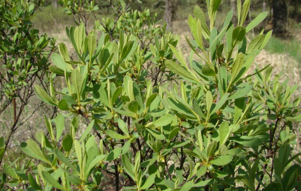 В саду растение восковник