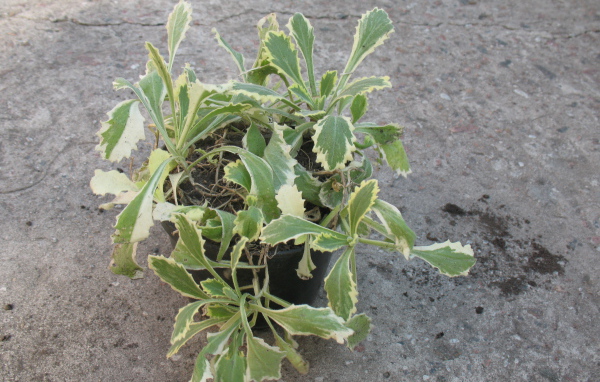 В огороде выросла резуха