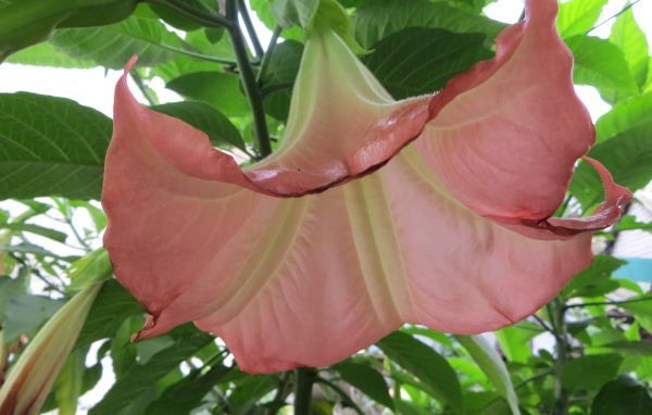 В саду красивые цветы бругмансия