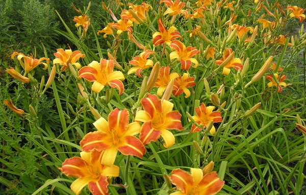 В саду красивые цветы лилейник