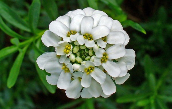 В саду красивые цветы иберис