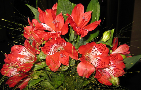 В саду красивые цветы альстремерия