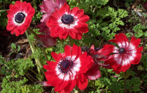 В саду красивые цветы анемона