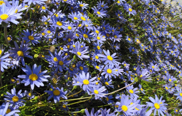 В саду красивые цветы астра