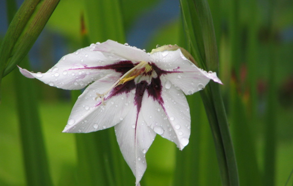 В саду красивые цветы ацидантера
