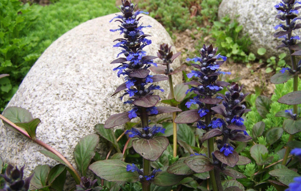 В саду красивые цветы аюга