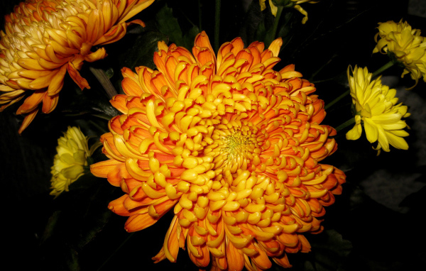 В саду красивые цветы хризантема