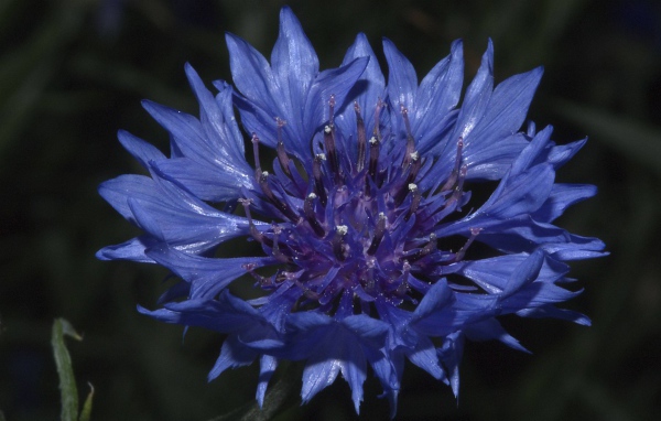 В саду красивые цветы васильки