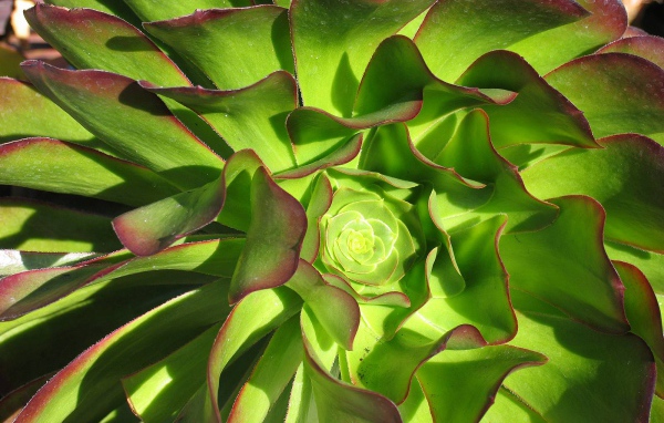 В саду красивые цветы эхеверия (эчеверия) 