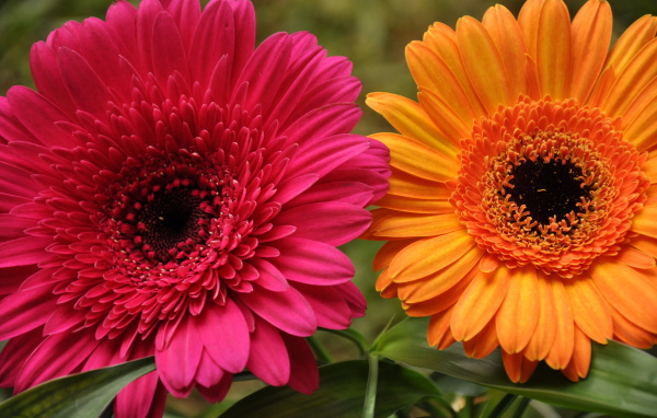 В саду красивые цветы гербера