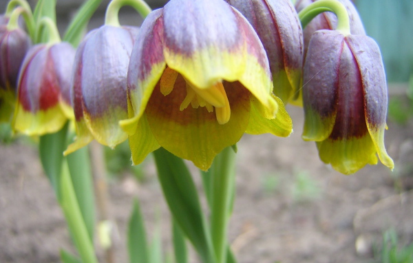 В саду красивые цветы нектароскордум 