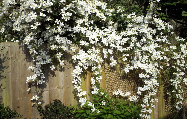 В саду красивые цветы клематис