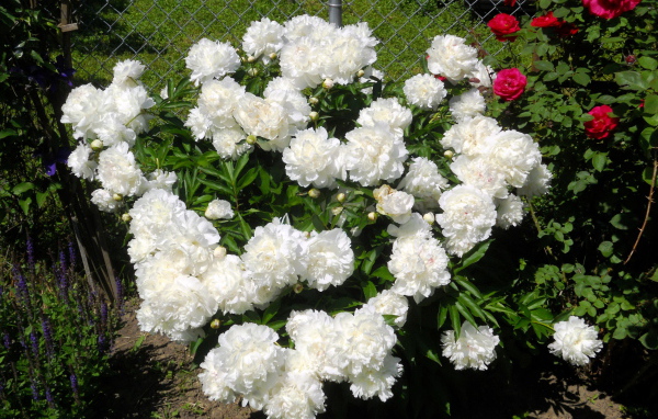 В саду красивые цветы пионы