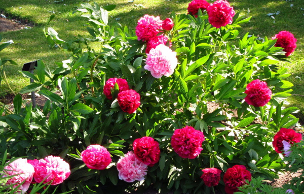 В саду красивые цветы пионы