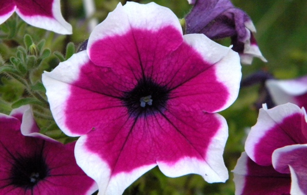 В саду красивые цветы петуния