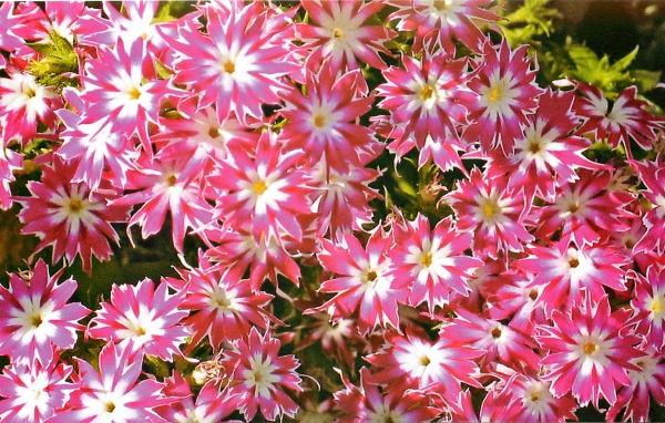 В саду красивые цветы флокс