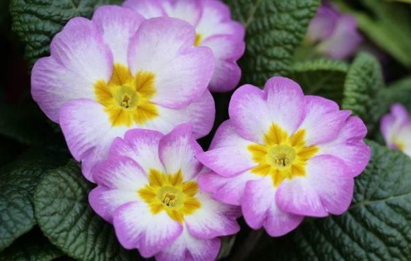 В саду красивые цветы примула