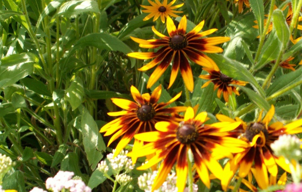 В саду красивые цветы рудбекия