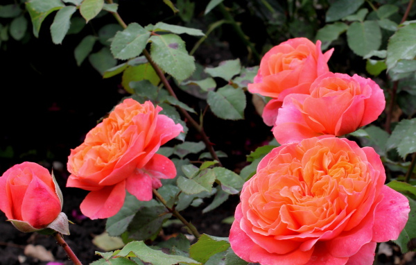 В саду красивые цветы кустарниковые розы