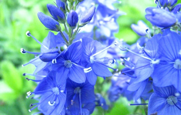 В саду красивые цветы вероника