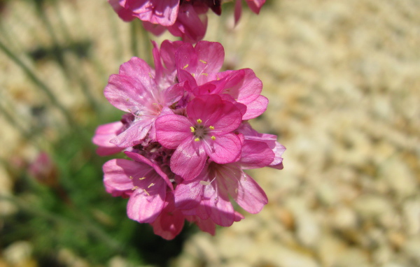 В саду красивые цветы армерия