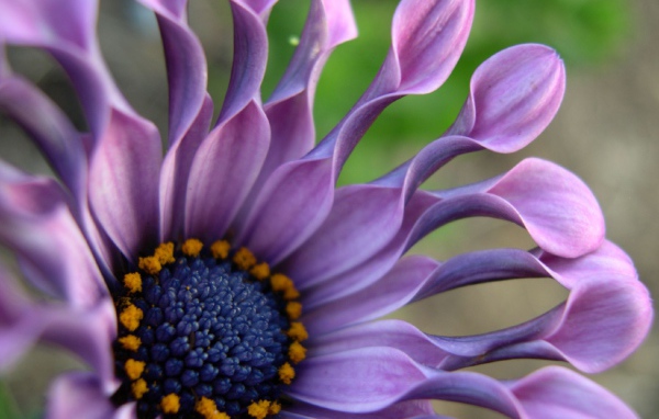 В саду красивые цветы венидиум