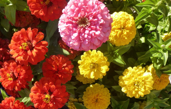 В саду красивые цветы цинния (циния)