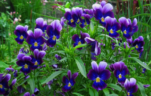 В лесу весенние цветы анютины глазки