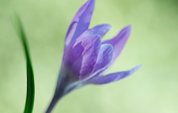 Интересный цветок