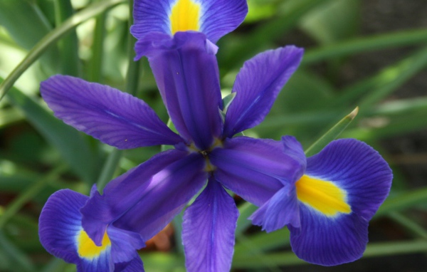 Цветок ириса во всей красе