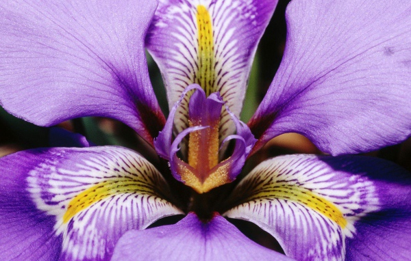Iris flower petals