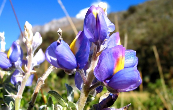 Ирисы на фоне скалы