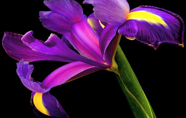 Ирис на черном фоне