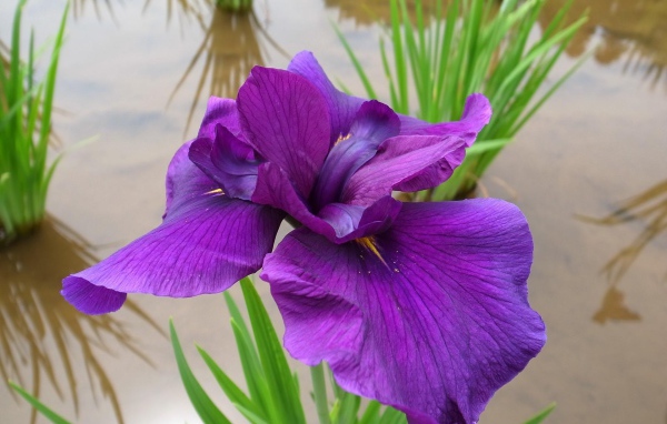 Ирис над водой