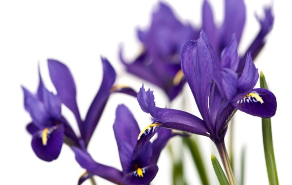 Ирисы на белом фоне
