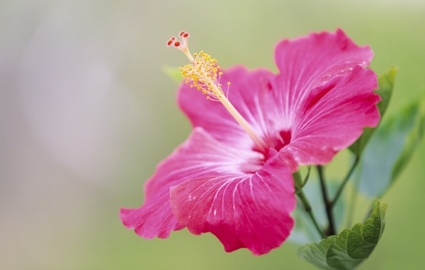 Японский хибискус