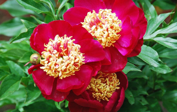 Большие цветы с красными лепестками