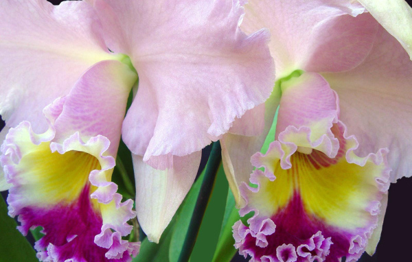 Нежно розовый ирис