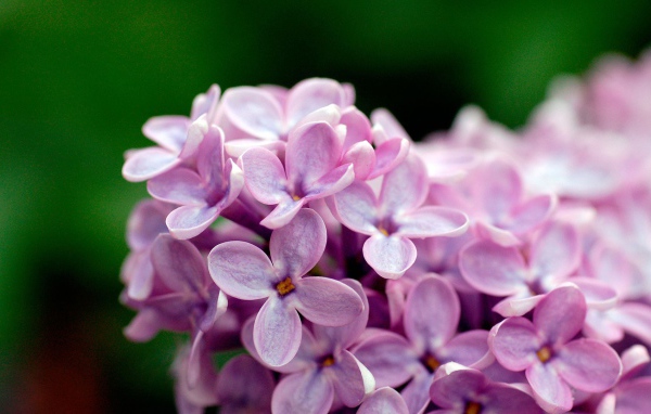 Цветы сирени