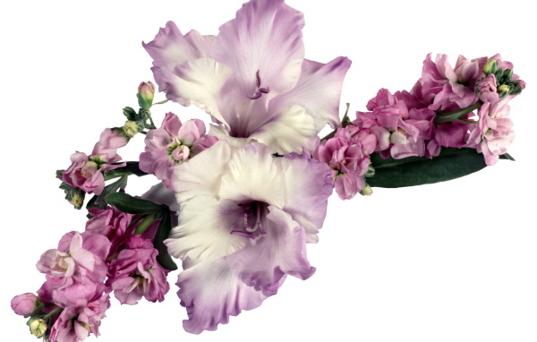 Букет сиреневых гладиолусов