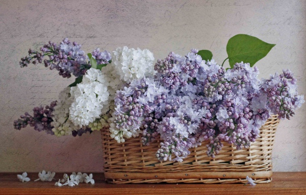Сирень в корзине